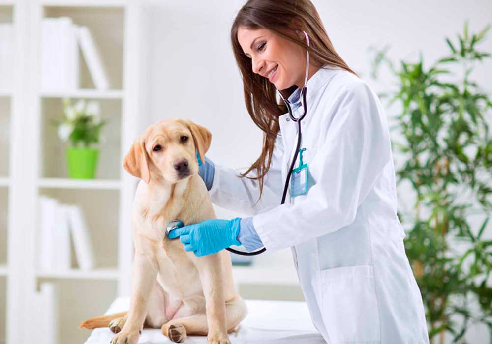 veterinaria en desamparados