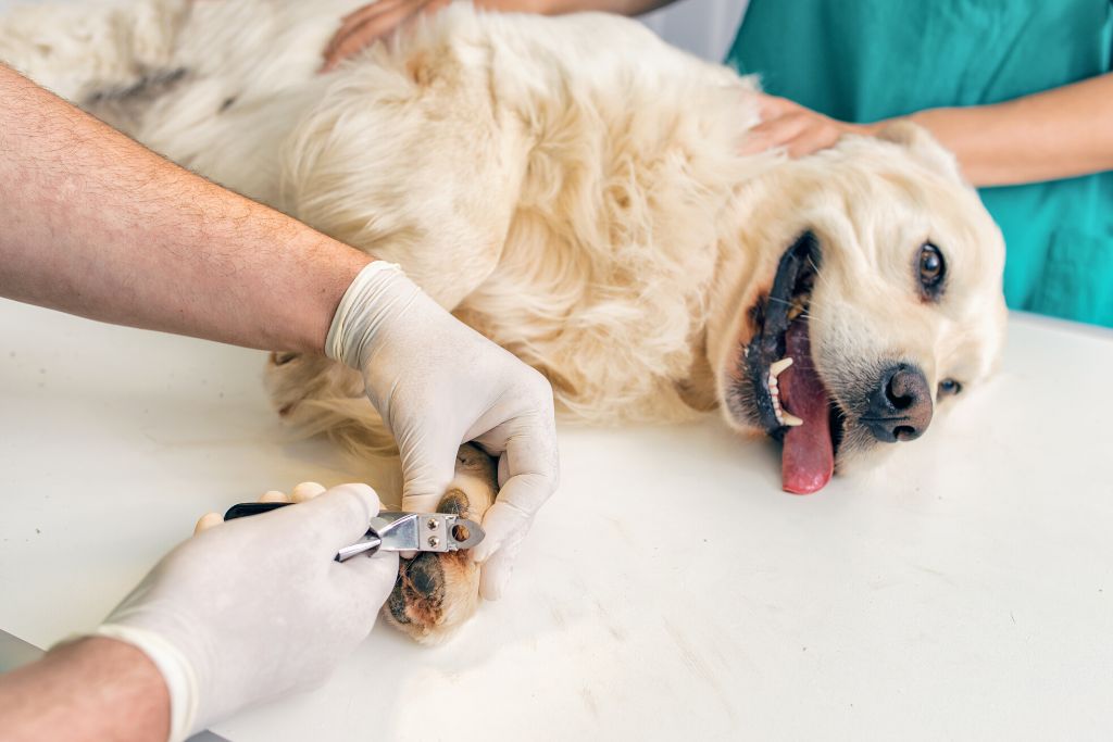 hipermascostas desamparados veterinaria gravilias (3)