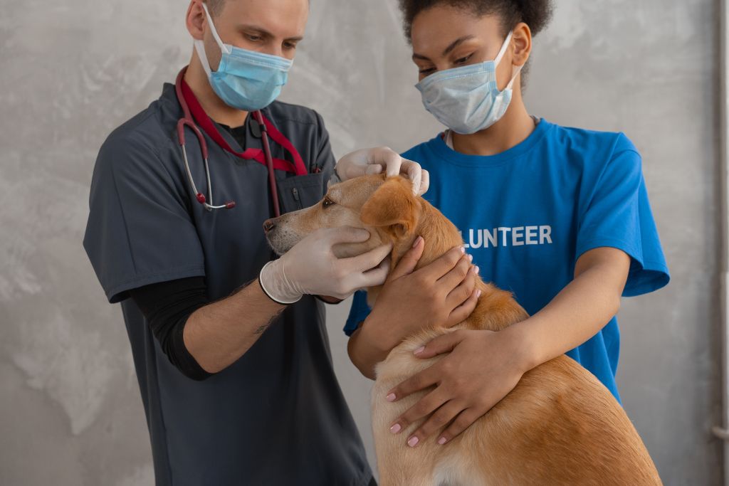 veterinaria en desamparados emergencias 24 horas veterinarios en costa rica