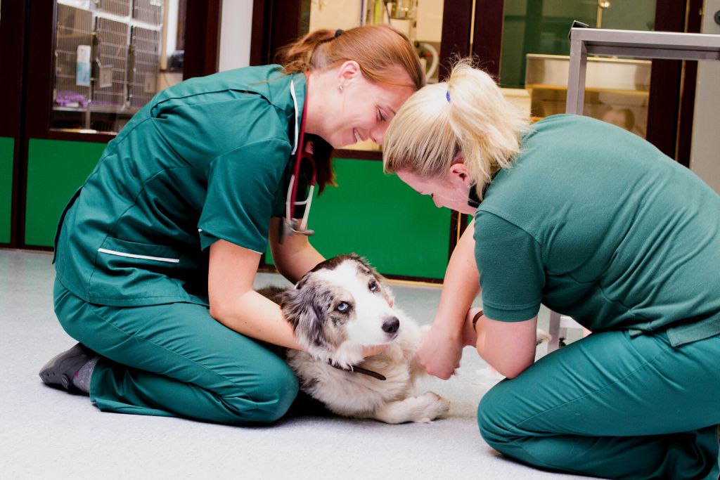 veterinaria en desamparados emergencias 24 horas veterinarios en costa rica (3)