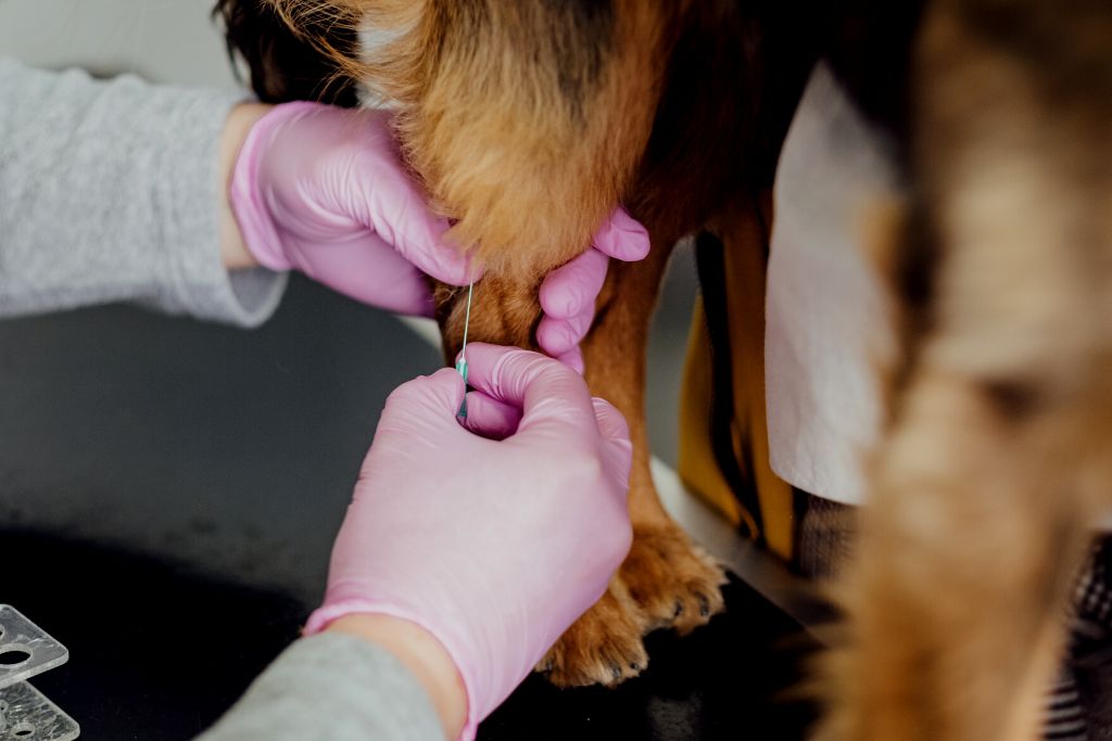 veterinaria en desamparados emergencias 24 horas veterinarios en costa rica (5)