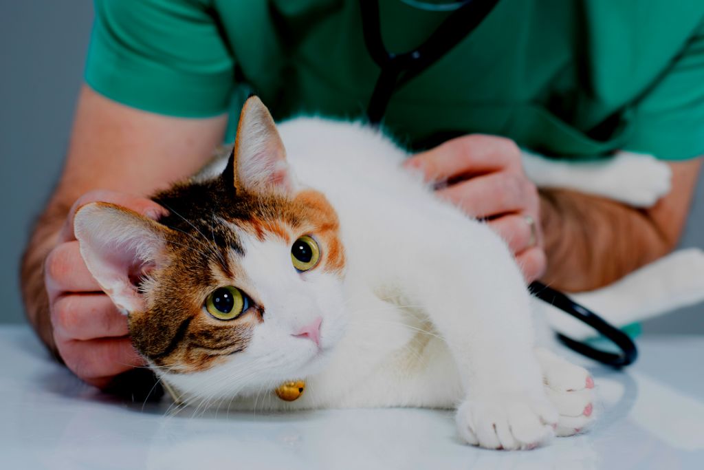 veterinaria en desamparados emergencias 24 horas veterinarios en costa rica (6)